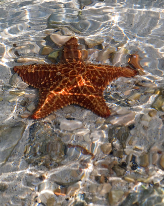 a starfish in shallow crystal clear water
